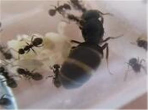 北京誠信蟲控防治服務(wù)公司 專業(yè)蟲害防治與電腦圖文設(shè)計(jì)制作